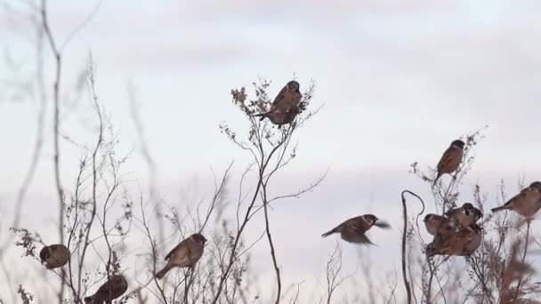 Gorriones comen semillas de plantas de malezas — Vídeos de Stock