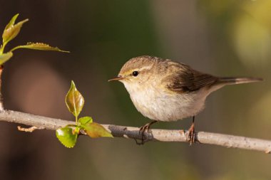 Yaygın şifoniyer ince bir dala oturur