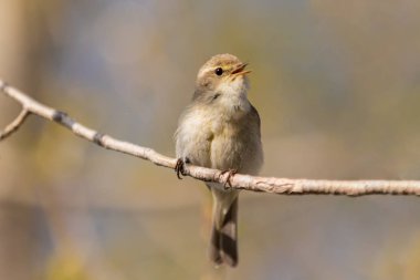 Küçük kuş bir dala oturmuş şarkı söylüyor