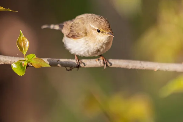 Kleiner Vogel sitzt auf einem dünnen Ast — Stockfoto