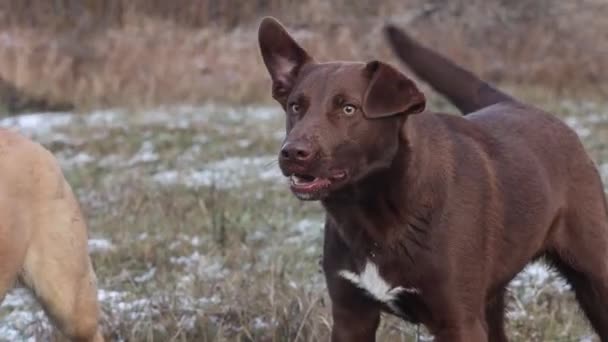 Dog angrily barks showing teeth — Stock Video