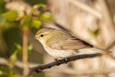 Bahar kuşu yeşil yaprakların arasında oturur