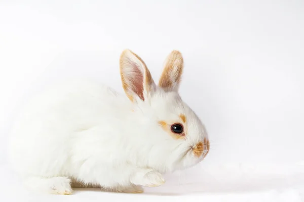 Wesoły ładny królik na białym tle — Zdjęcie stockowe