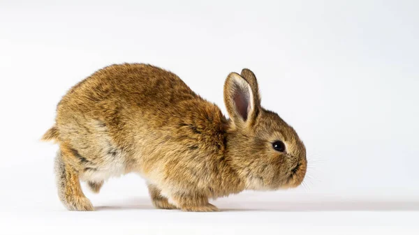 Szary królik biegnie na białym tle — Zdjęcie stockowe