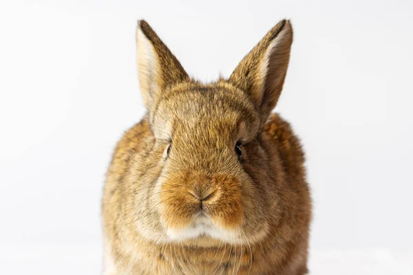 Szary królik z uroczym zbliżeniem twarzy — Zdjęcie stockowe