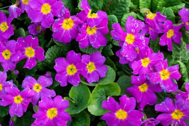 bahar mor çiçekler ve yeşil yapraklar