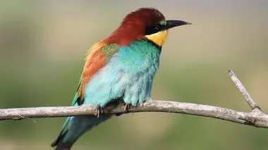 Güzel renkli vahşi kuş yiyici.