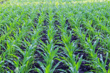 yeşil ve sulu mısır filizleri