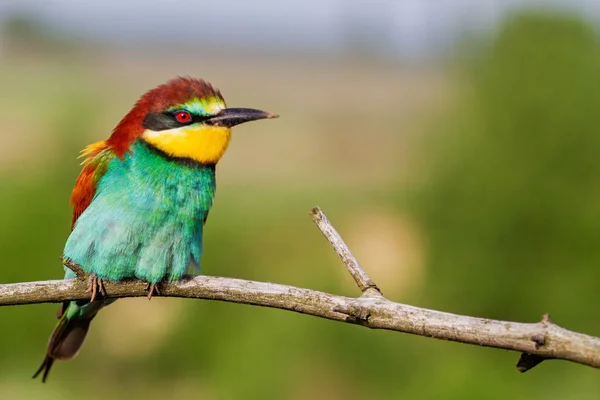 Незвичайний кольоровий птах на сухій гілці — стокове фото