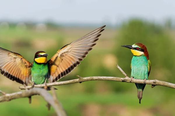 Due uccelli battono le ali su un ramo — Foto Stock