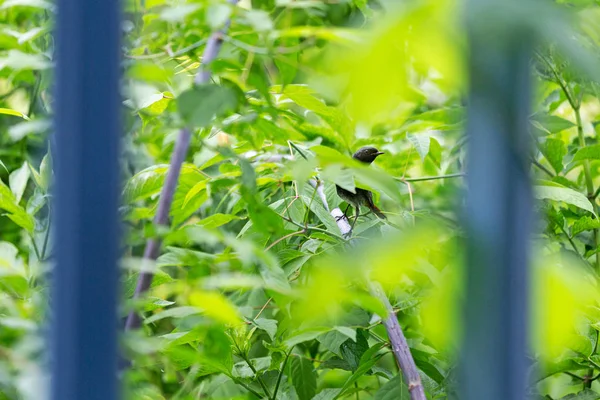 Vogel im Busch vor dem Fenster — Stockfoto