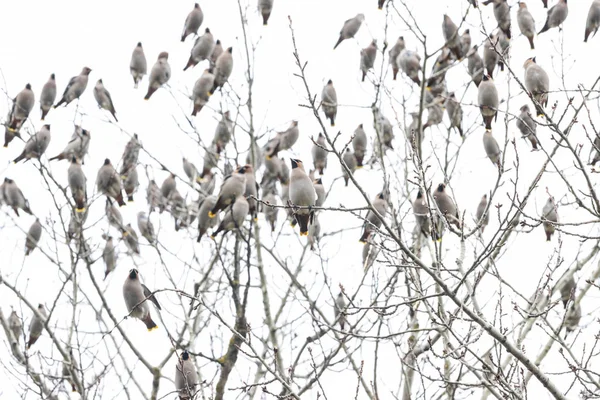 Hejno voskových křídel sedí na vrcholku stromu — Stock fotografie