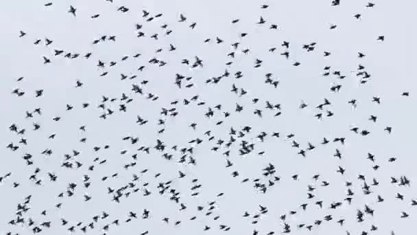 Aves rápidamente vuela bellamente en el cielo — Vídeo de stock