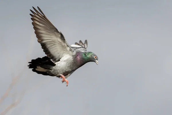 Taube fliegt gegen stürmischen Himmel — Stockfoto