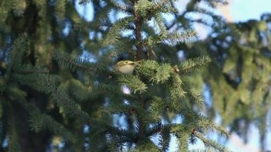 Goldcrest köknar dalında oturuyor