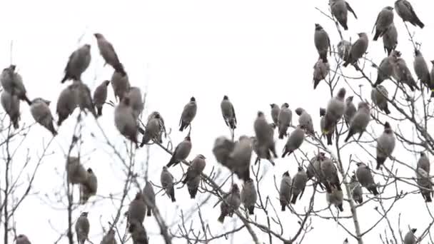 Troupeau d'oiseaux sauvages assis sur les branches — Video