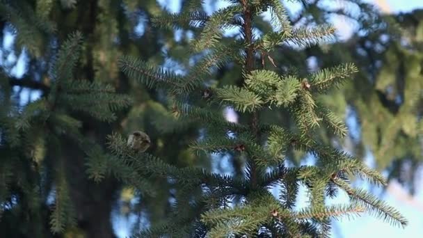 Goldcrest flutters among fir branches — 비디오