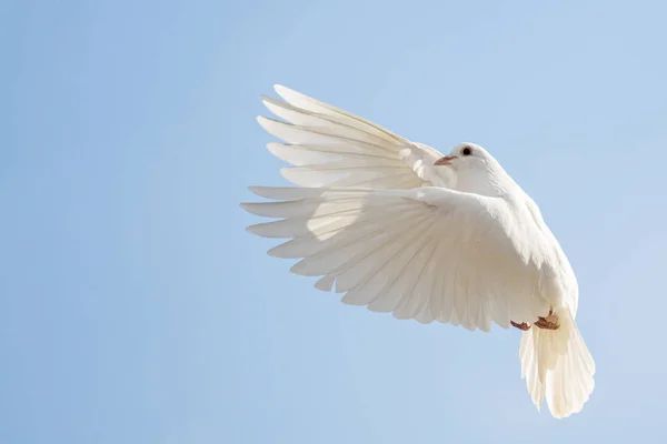 Pomba sagrada branca voa no céu azul — Fotografia de Stock