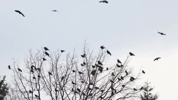 Flock of black birds sits on top of a tree — Stock Video