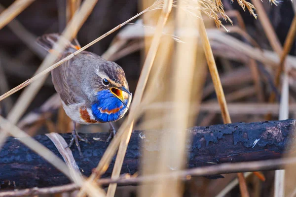 Schöner Vogel singt im Dickicht — Stockfoto