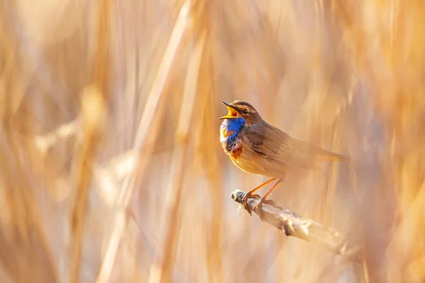 Bluethroat sings sitting in the reed — Stock Photo, Image