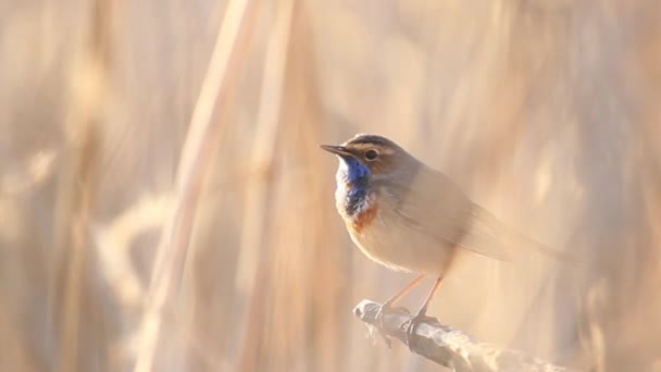 Hermoso pájaro salvaje canta una canción de primavera — Vídeo de stock