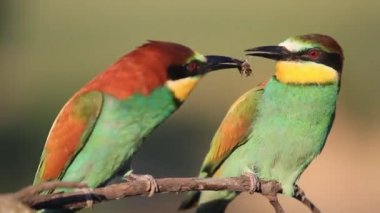 courtship games of paradise colored birds