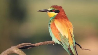 wild beautiful bird sitting on a branch