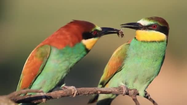 Courtship games of paradise colored birds — Stok video