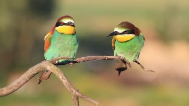 Funny beautiful birds in spring day — Stock Video