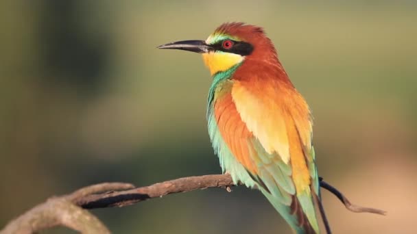 Hermoso pájaro salvaje sentado en una rama — Vídeos de Stock