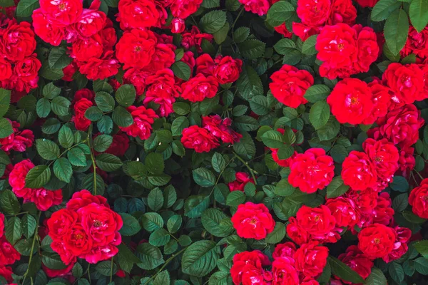 Hermosas flores rojas y hojas verdes —  Fotos de Stock