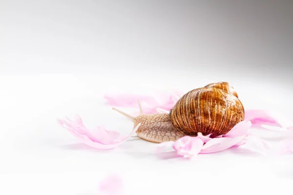Snail creeping on delicate flower petals — 스톡 사진