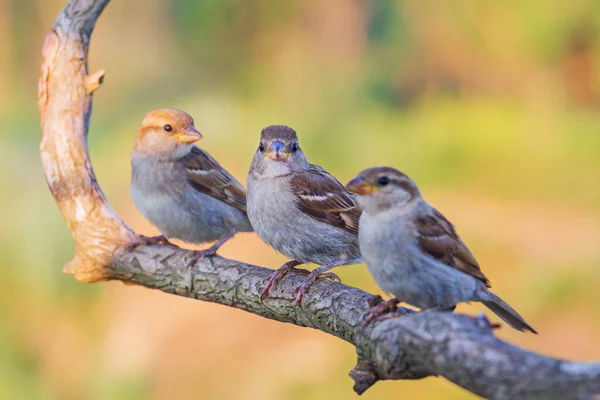 Sparrows sit side by side in a line — Stockfoto