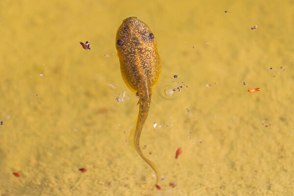 tadpole floats in clear water