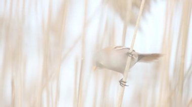 mustachioed tit sits on a thin reed