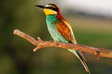 wild beautiful colored bird in sunset