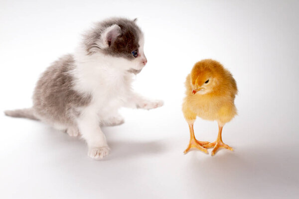kitten and chicken on a white background