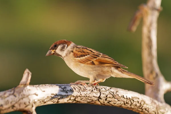 Sparrow sitting on a red branch — Stock Photo, Image