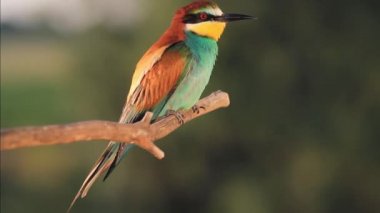 wild colored bird in the sunset