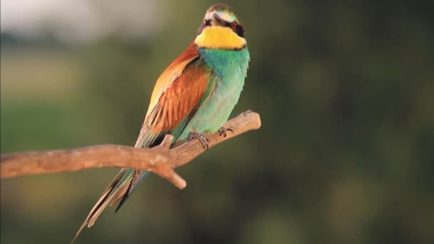 Wild colored bird in the sunset — Stockvideo