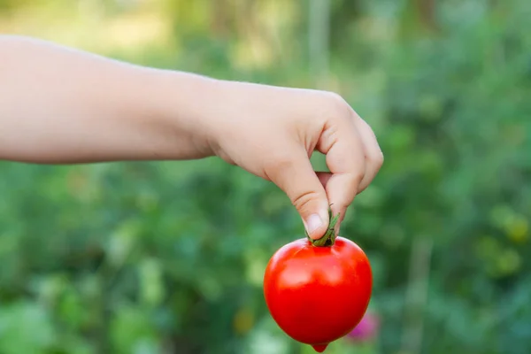Childs hand holds red tomato — 图库照片
