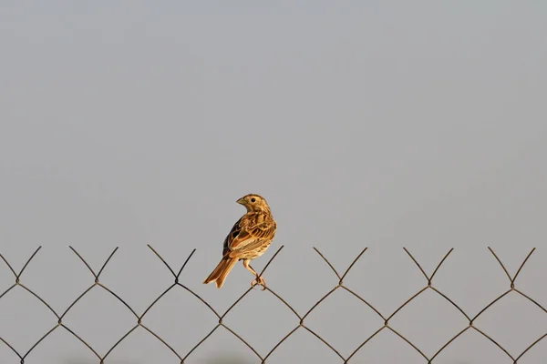 Pássaro solitário senta-se em uma cerca — Fotografia de Stock