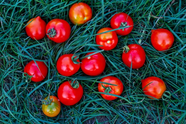 Red tomatoes lie in the green grass — 图库照片