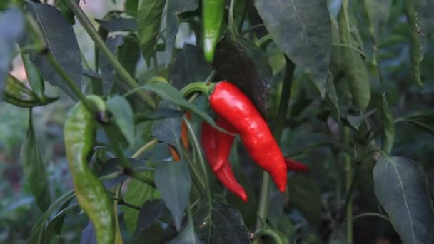 Red pepper grows in the garden — Stockvideo