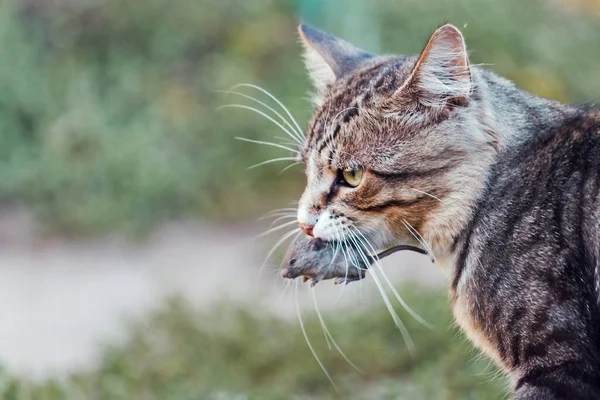 Gato com um rato nos dentes — Fotografia de Stock