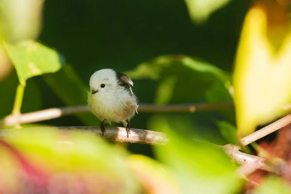 Küçük kuş renkli yaprakların arasında oturur. — Stok fotoğraf