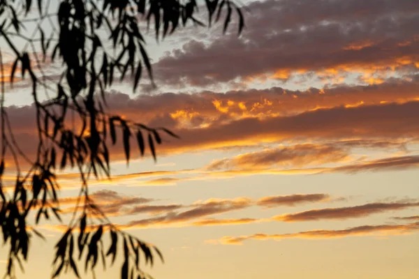 Matin paysage saule feuilles et nuages — Photo