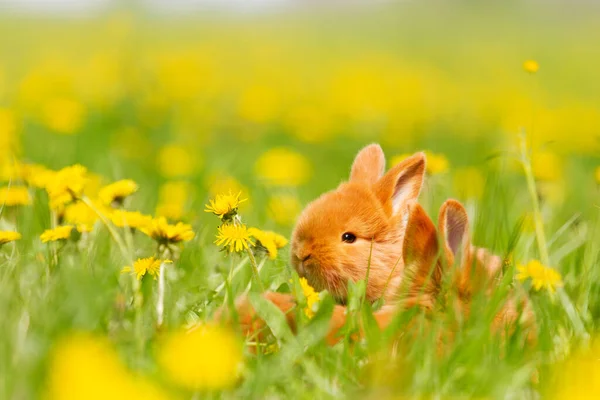red rabbits among the dandelion field