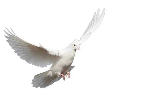 White clean dove flies isolated on white — Stock Photo, Image